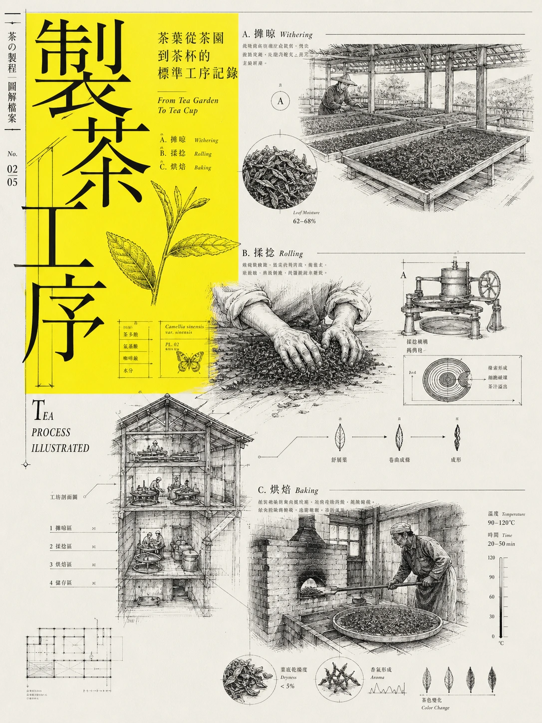 茶叶从茶园到茶杯